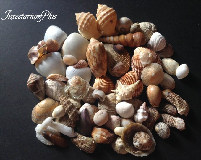 Wholesale Seashells Bulk Seashells Beach Decor / Beach Etsy