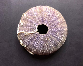 RARE Purple Sea Urchin Shell - 6.4cm / 2.51inch - natural decorative seashell - beach home decor / air plant holder