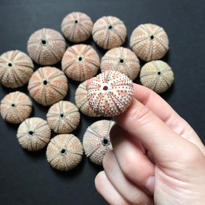15 Light Coloured Sea Urchins Real Urchin Shells For Crafts Etsy