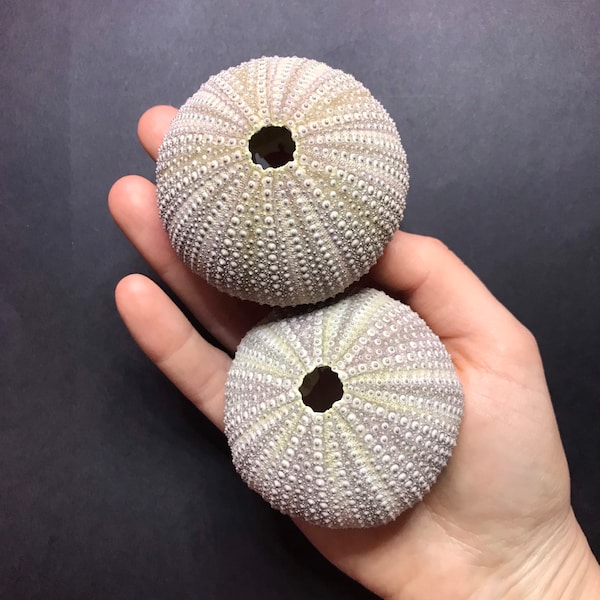 2 Light Purple & Beige Sea Urchin Shells 6cm / 2.36inch - natural decorative seashell - beach home decor / air plant holders