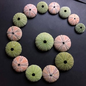 15 colorful sea urchins - real green and pinkish-orange urchin shells for crafts, collection & DIY work - beach home and decor mosaics