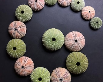 15 colorful sea urchins - real green and pinkish-orange urchin shells for crafts, collection & DIY work - beach home and decor mosaics