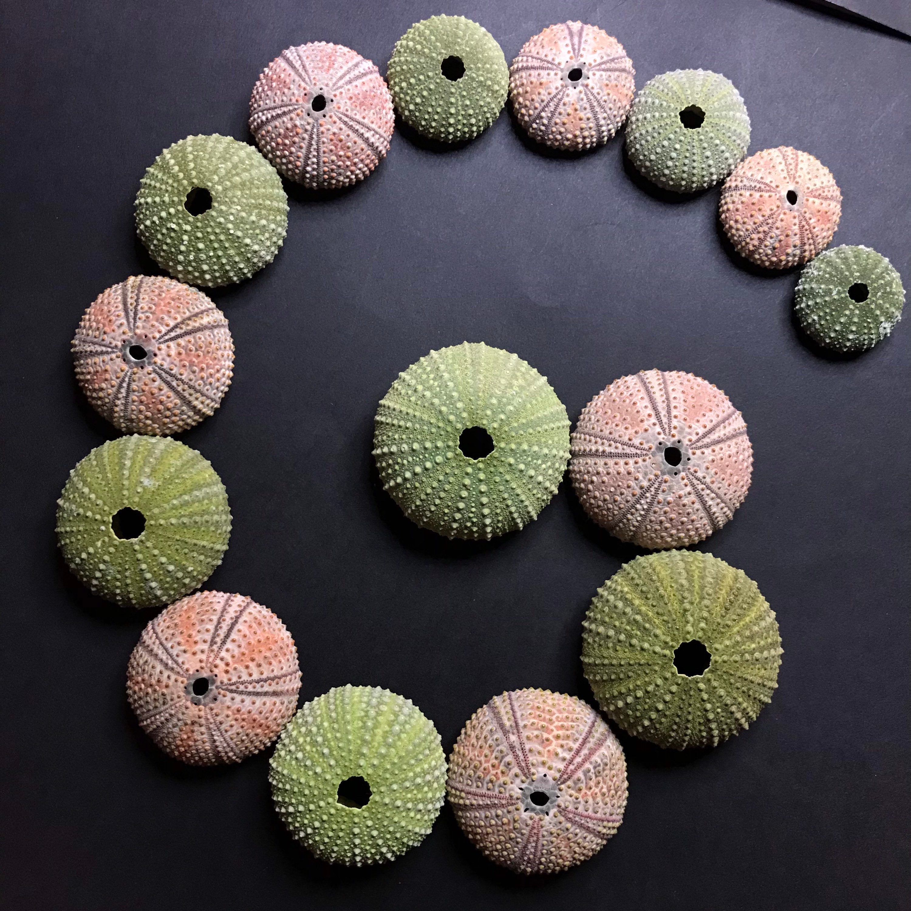 15 Colorful Sea Urchins Real Green and Pinkish-orange Urchin Shells for ...
