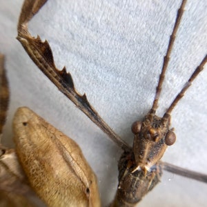 Extatosoma Tiaratum Stick Insect Taxidermy ready to be framed male entomology collection Macleay's spectre / Spiny Leaf Insect image 3