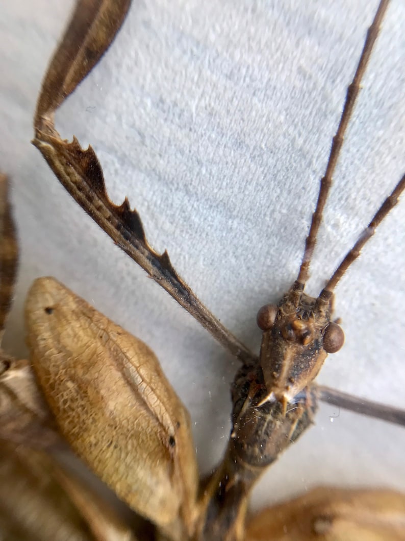 Extatosoma Tiaratum Stick Insect Taxidermy ready to be framed male entomology collection Macleay's spectre / Spiny Leaf Insect image 3