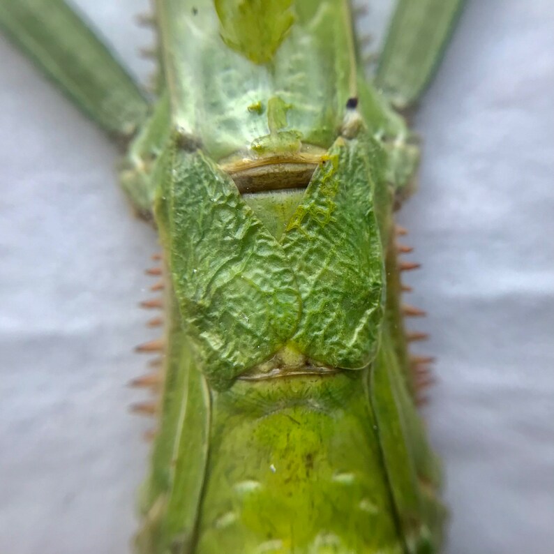 Diapherodes Gigantea Stick Insect Taxidermy Ready to Be Framed Female