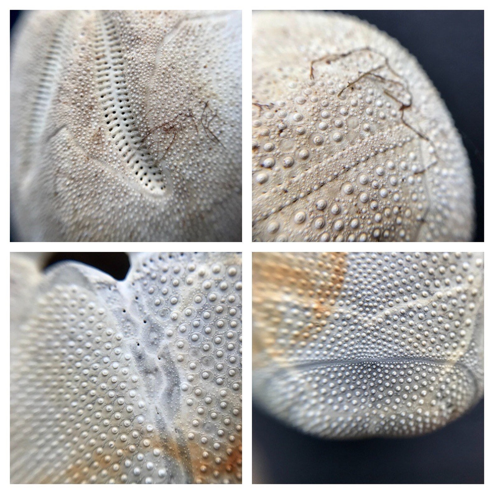 Big Sea Urchin Shell BRISSUS UNICOLOR White Natural Sea - Etsy