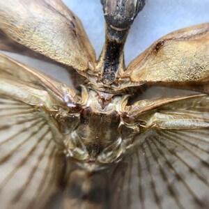 Extatosoma Tiaratum Stick Insect Taxidermy ready to be framed male entomology collection Macleay's spectre / Spiny Leaf Insect image 4