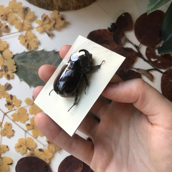 ORYCTES SP Taxidermy - male specimen - Rhinoceros Beetle - coleoptera collection