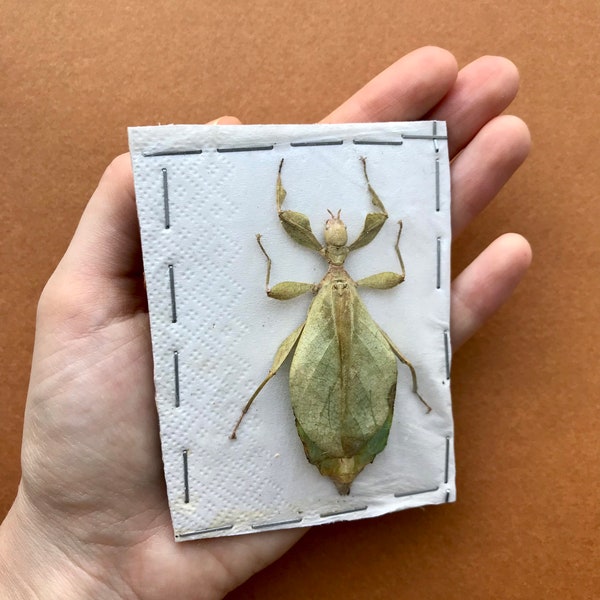 Phyllium sp. Leaf Insect Taxidermy - ready to be framed adult female - entomology specimen collection - Green Leaf Stick