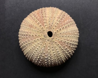 BEIGE & DIRTY PINK Sea Urchin Shell - 5.5cm / 2.16inch - natural decorative seashell - beach home decor / air plant holder