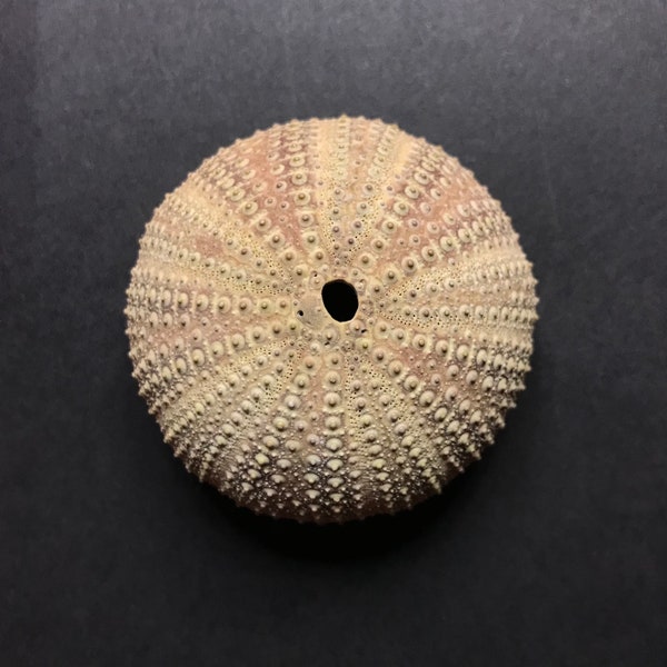 BEIGE & DIRTY PINK Sea Urchin Shell - 5.5cm / 2.16inch - natural decorative seashell - beach home decor / air plant holder