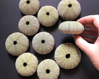 10 green sea urchins - lovely sea treasures - 6cm diameter - real urchin shells for crafts, collection & DIY artworks - beach wedding decor