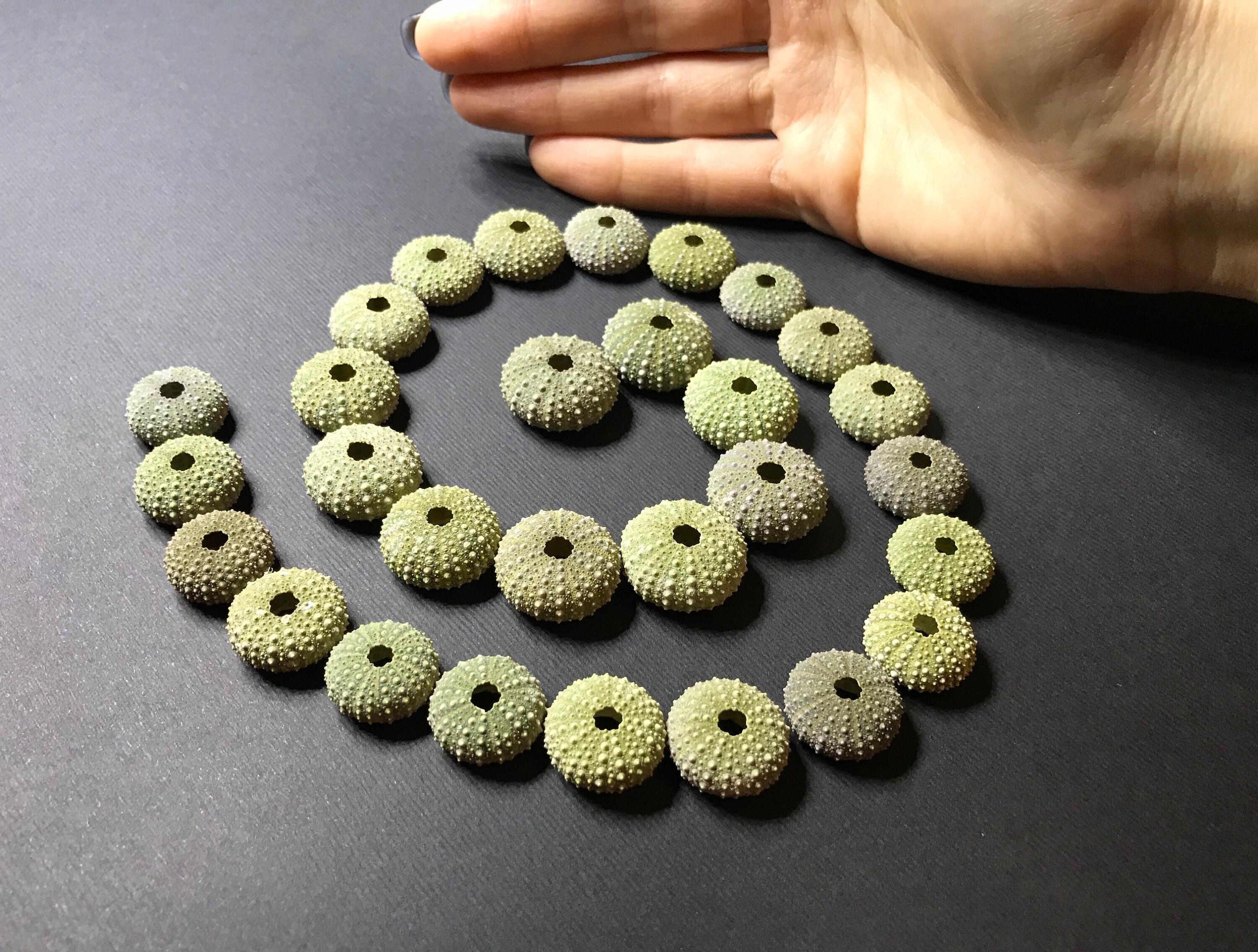 25 Small Green Urchin Shells 20mm Natural Decorative Etsy