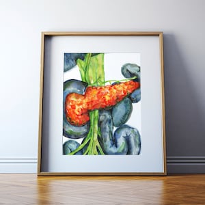 Pancreas, Intestines and Vasculature Watercolor Print - Endocrine Art Print -  Anatomy Art
