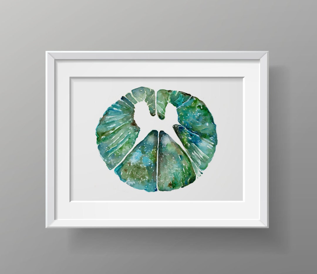 Thoracic Spinal Cord Cross Section Print - Spinal Cord Art Print ...