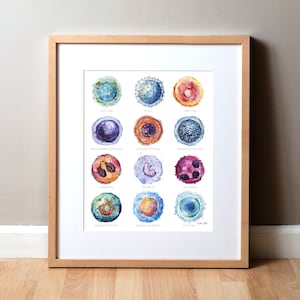Cells Watercolor Poster - Cell Paintings - Blood Cells - Hematology Art - Immunology Art