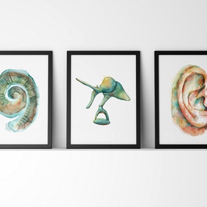 Cochlea, Ossicles and Ear Watercolor Art Print Set