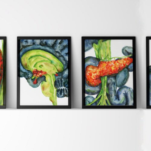 Endocrine Watercolor Prints Set of 4 Thyroid Pancreas - Etsy