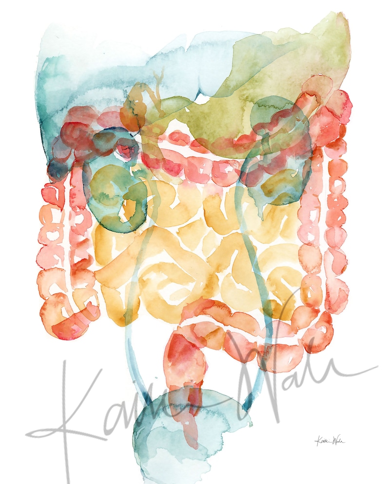 GI/GU Watercolor Print - Gastroenterology - Genitourinary - Stomach Art ...