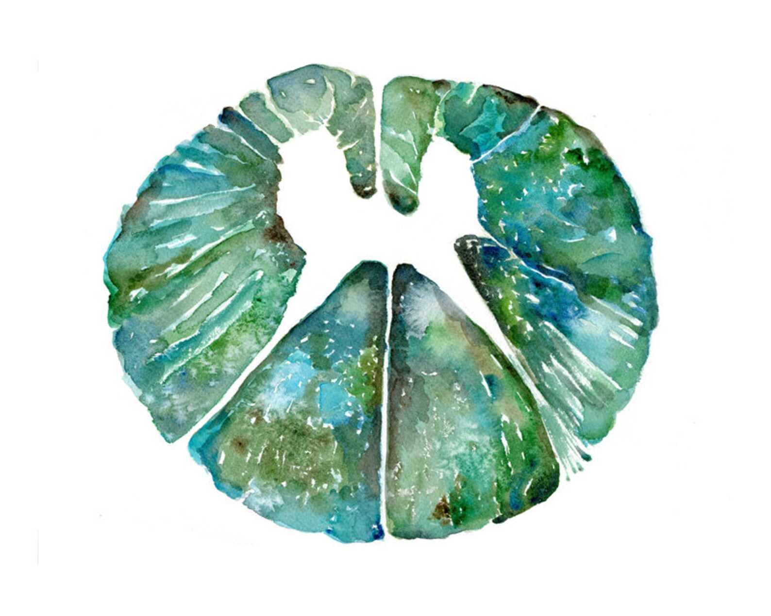 Thoracic Spinal Cord Cross Section Print - Spinal Cord Art Print ...