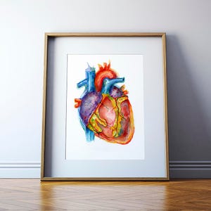 Vibrant Anatomical Heart Watercolor Art Print - Anatomy Art - Heart Painting - Cardiovascular Art