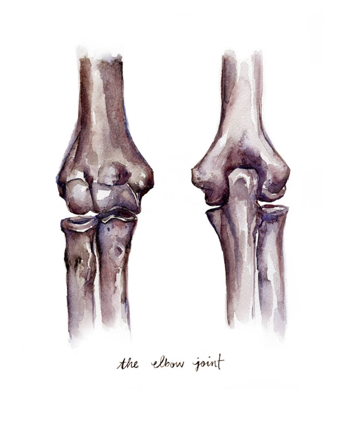 Elbow Joint Anatomy Watercolor Print Anatomy Art Humerus Etsy