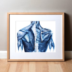 Músculos de la espalda en acuarela azul marino - Pintura muscular - Regalo para masajistas - PT Art