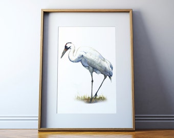 Whooping Crane Watercolor Art Print - Whooping Crane Bird Painting