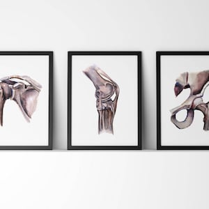 Shoulder, Knee, Hip Joint Anatomy Watercolor Prints Set of 3 - Anatomy Watercolor Art