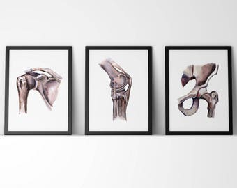May include: Three watercolor illustrations of human bones. The first shows a shoulder joint, the second shows a knee joint, and the third shows a hip joint.