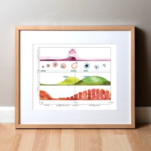 Menses Cycle II Watercolor Art Print - Menstrual Chart - OBGYN Art - Menstrual Cycle
