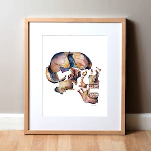 May include: A watercolor painting of a human skull broken into multiple pieces. The skull is painted in shades of brown, white, and blue, with a hint of pink in the jawbone. The skull is viewed from the side, with the jawbone slightly open.