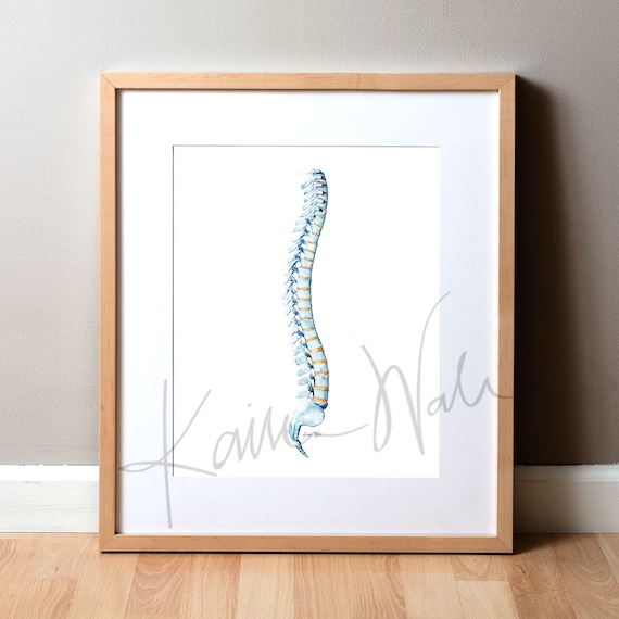 Spinal Drawing Color Spine Drawing With Colour