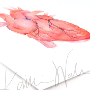 Anatomical Heart - Human Heart Print - Anatomically Accurate Watercolor ...