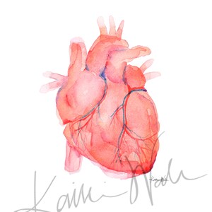 Anatomical Heart - Human Heart Print - Anatomically Accurate Watercolor ...
