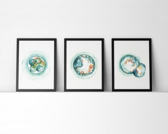 Embryo Set of 3 Watercolor Print - Fertility and IVF Three Art Prints - OBGYN Doctor Office Art - Anatomy Art