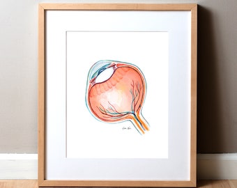 May include: A watercolor illustration of a cross-section of a human eye. The illustration shows the different parts of the eye, including the cornea, iris, lens, and retina. The colors are vibrant and realistic, and the details are intricate.