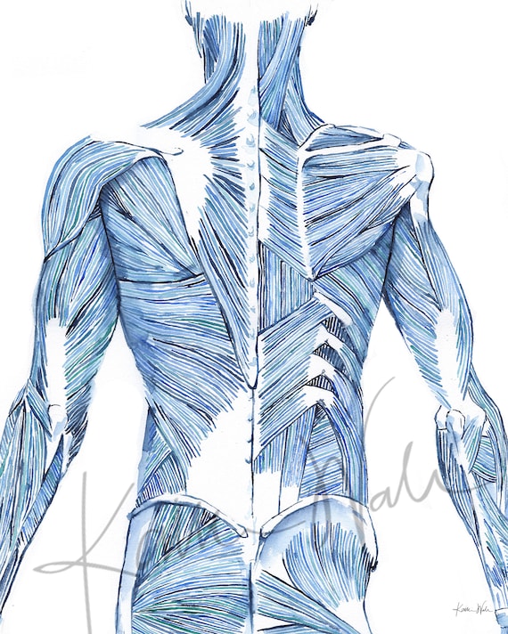 Male Back Anatomy Drawing