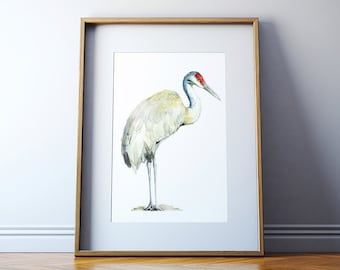 Sandhill Crane Watercolor Art Print - Sandhill Crane Bird Painting