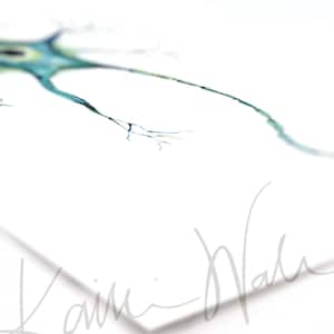 Nerve Cell Watercolor Print - Motor Neuron - Nerve Art - Brain Art ...