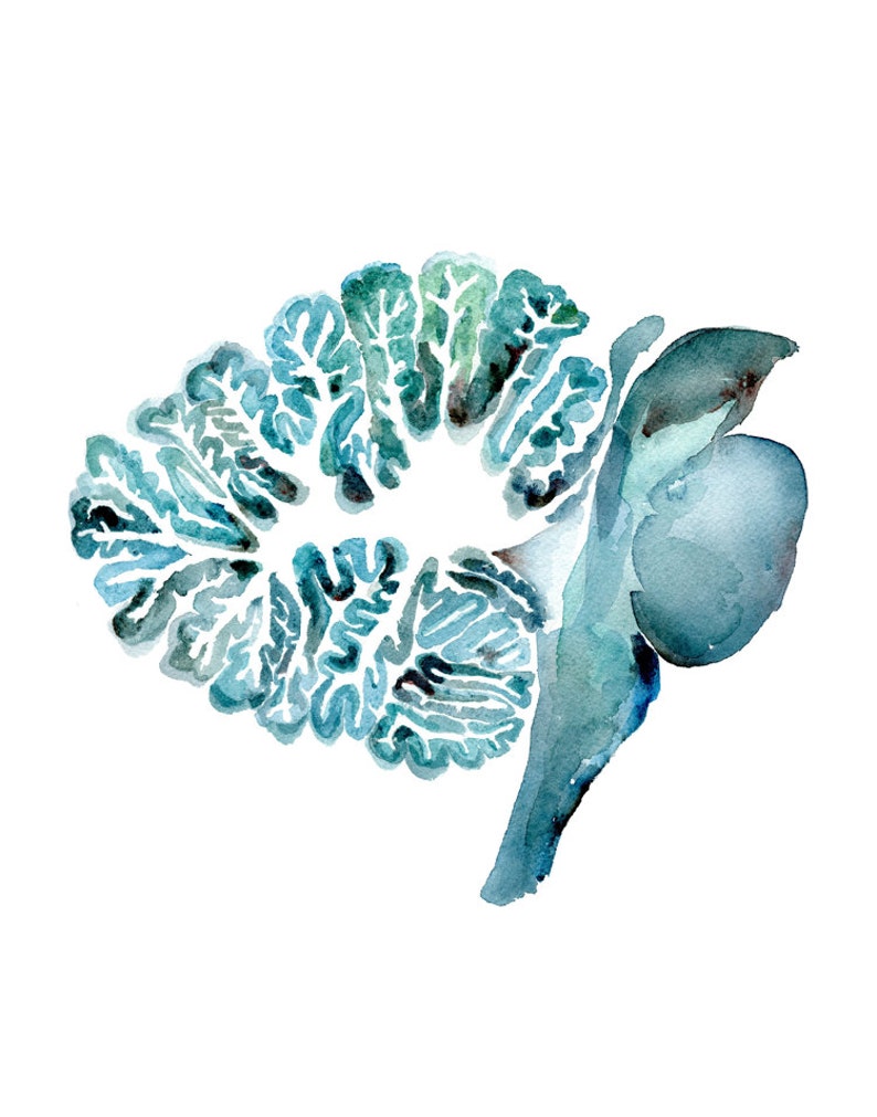 May include: Watercolor painting of a blue and green brain with detailed anatomical features.