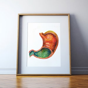 Stomach Watercolor Art Print - Gastrointestinal Painting - Stomach Anatomy Art