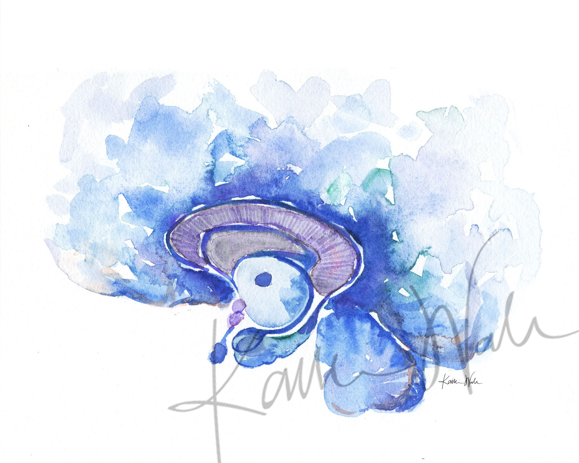 Brain Structures Watercolor Print - Brain Art - Neurology Painting ...