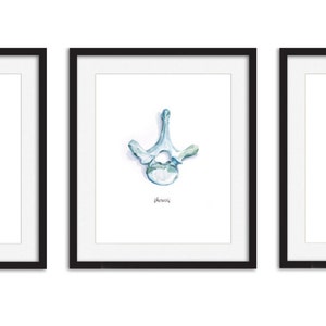 May include: Three framed illustrations of human vertebrae, each labeled with the type of bone: cervical, thoracic, and lumbar. The illustrations are done in watercolor and feature a light blue color.