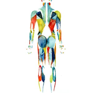 Muscular System Watercolor Print in Red Green Blue Body System Watercolor Print Medical Art Anatomy Art image 2