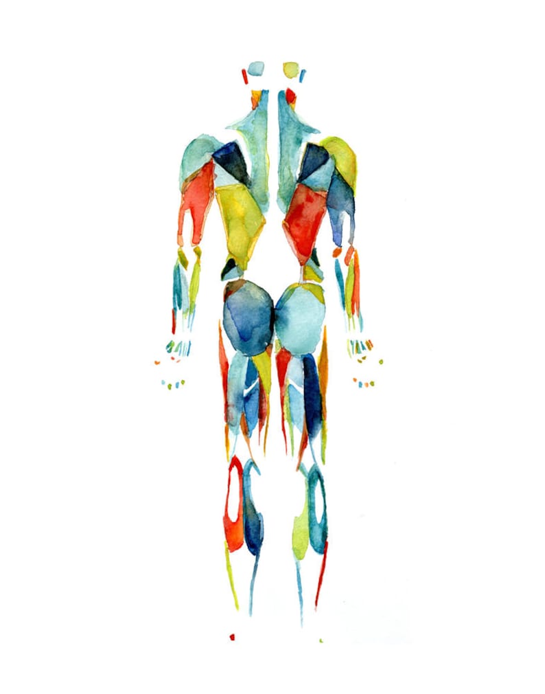 Muscular System Watercolor Print in Red Green Blue Body System Watercolor Print Medical Art Anatomy Art image 2