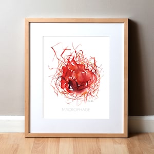 Macrophage Watercolor Print - Immune Cells - Cell Art - Microbiology Art