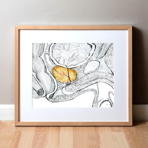 Prostate Watercolor Art Print - Reproductive Anatomy Art - Urology Art - Fertility Art Print