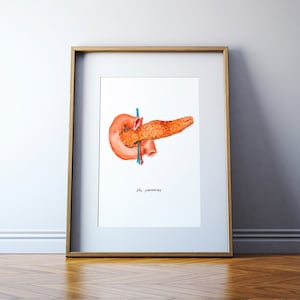 Pancreas Watercolor Print - Anatomical Pancreas Art - Anatomy Art
